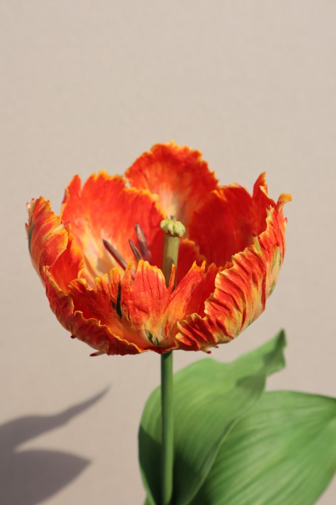 ‘Parrot King’ Tulip