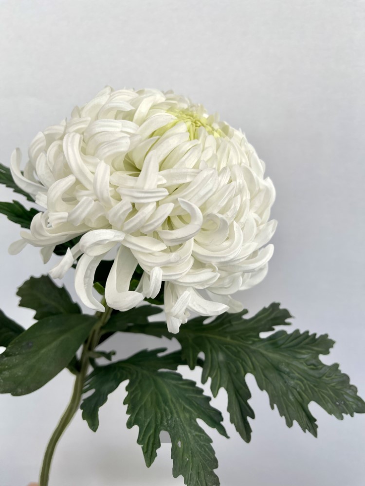 Vienna White Chrysanthemum Indicum Grp geplozen