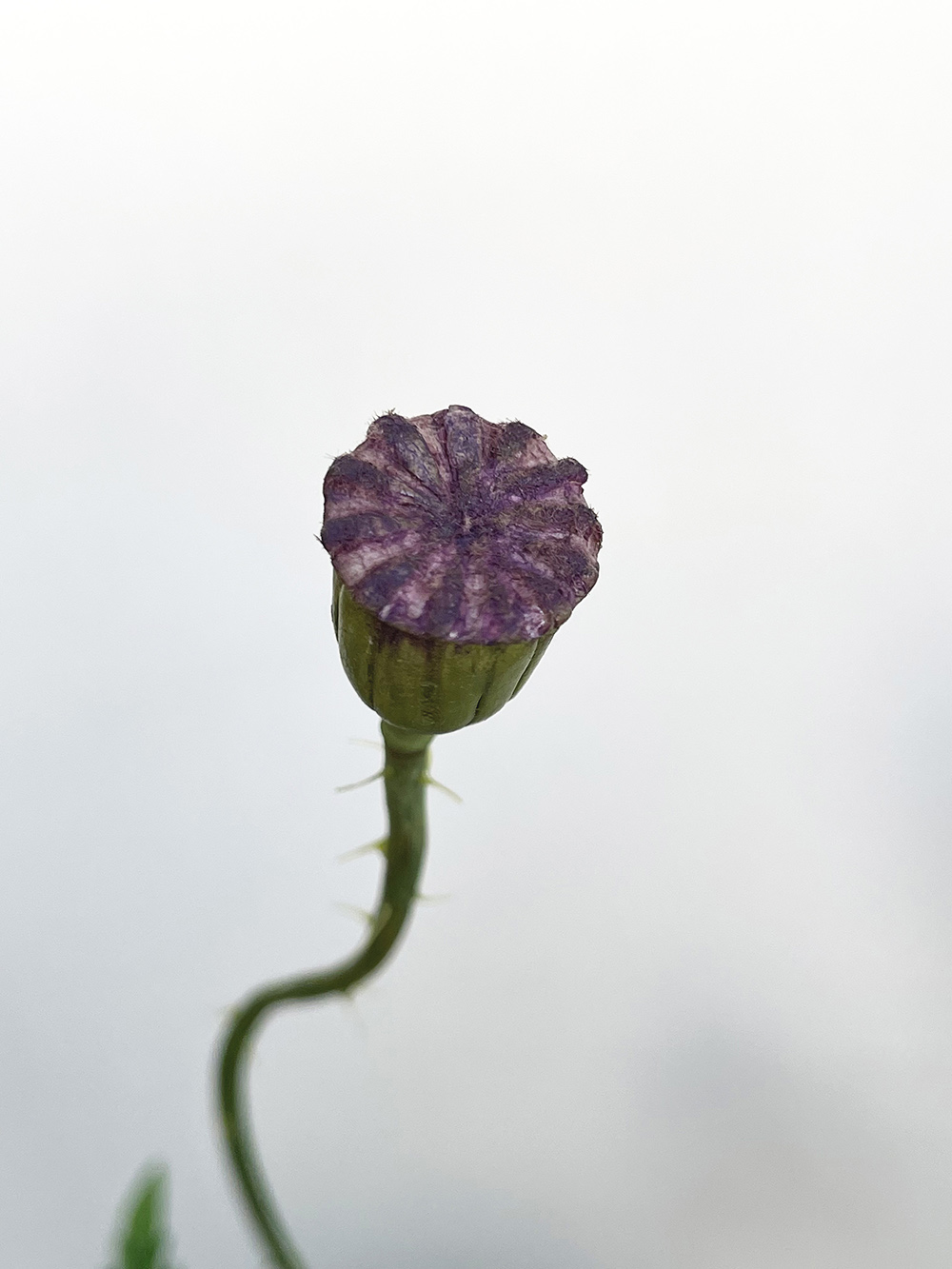 Artificial red Poppy with seed head