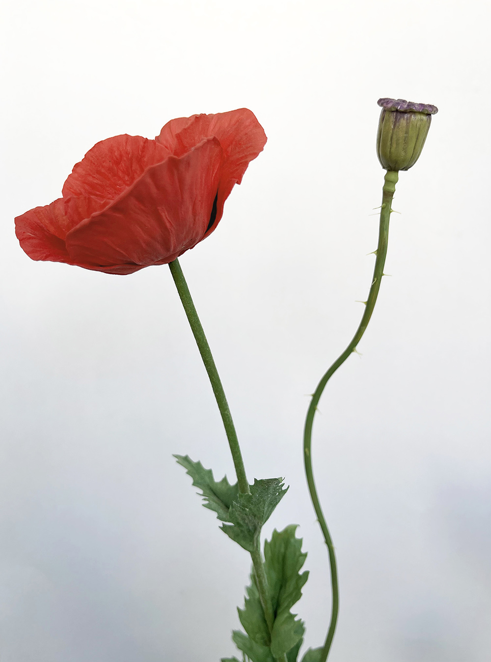 Artificial red Poppy with seed head