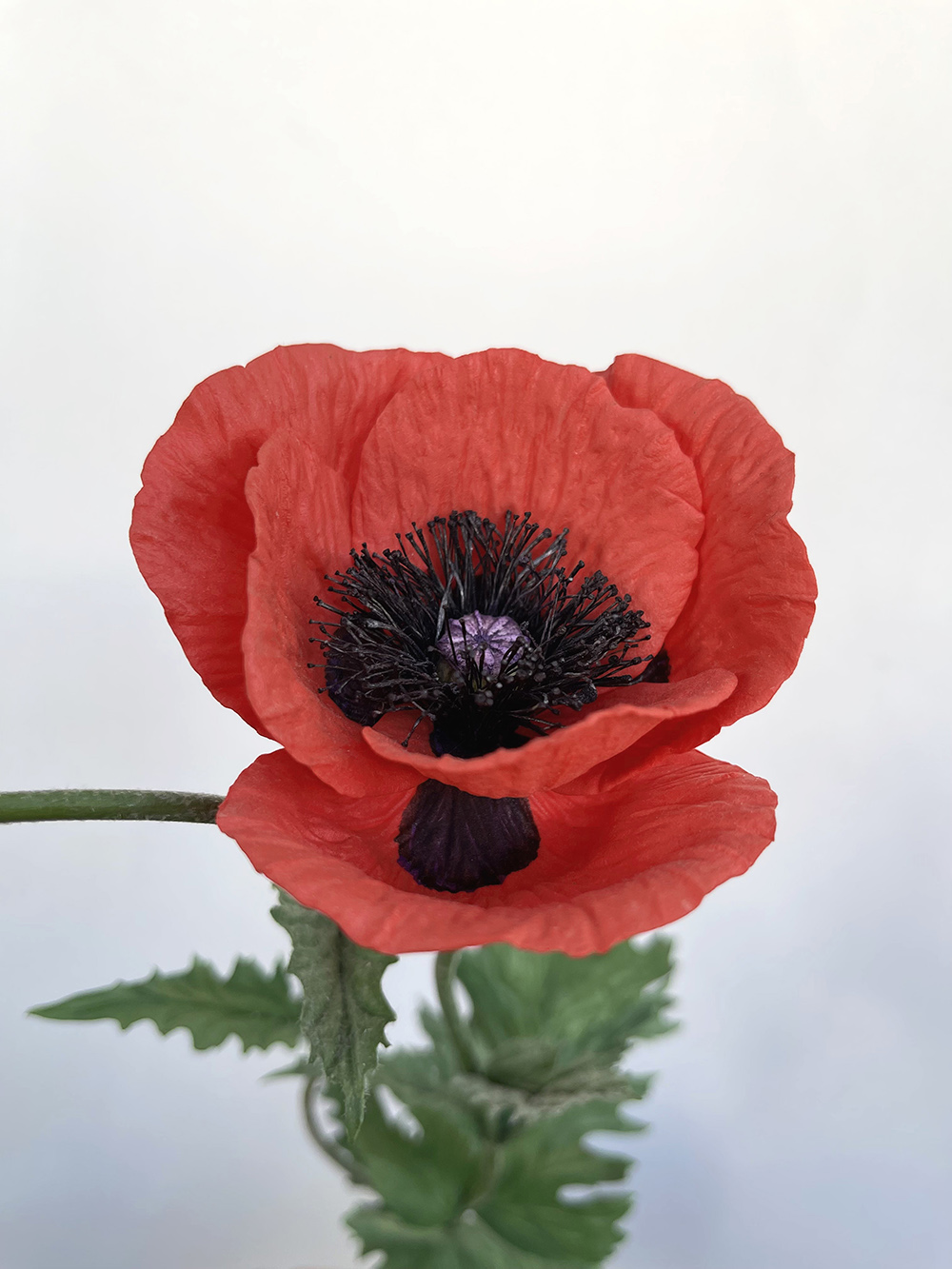 Artificial red Poppy with seed head