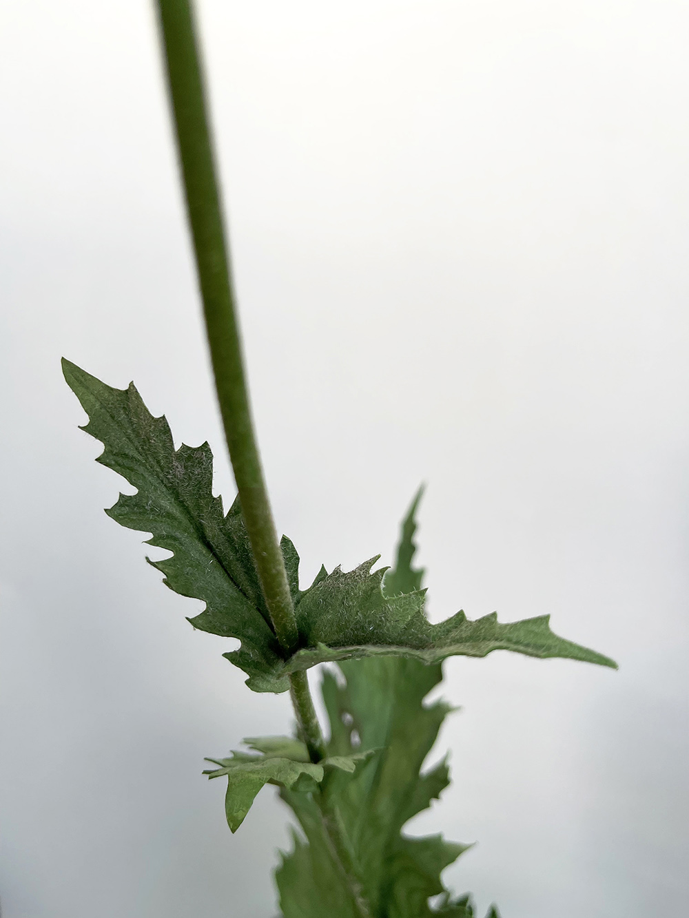 Artificial red Poppy with seed head