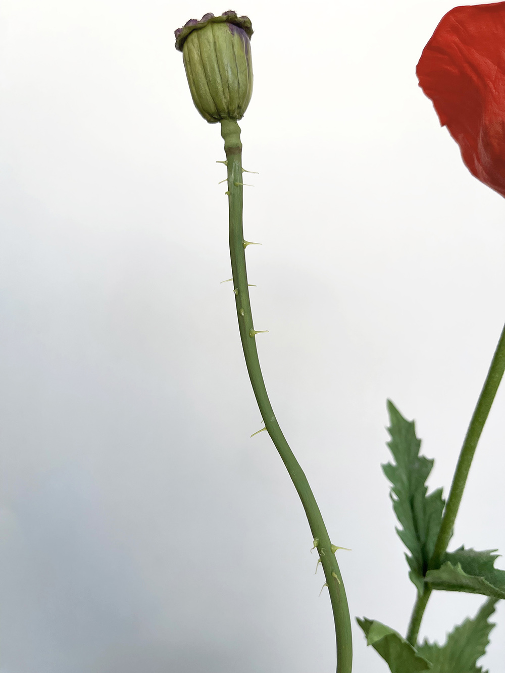 Artificial red Poppy with seed head