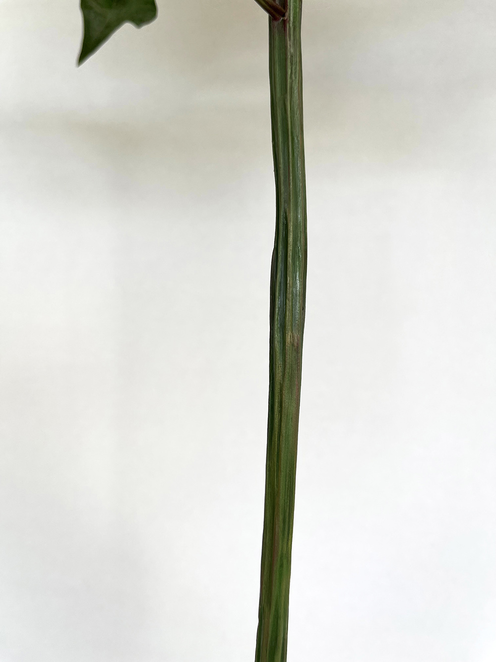 Artificial real touch Sarah Bernhardt pink peony